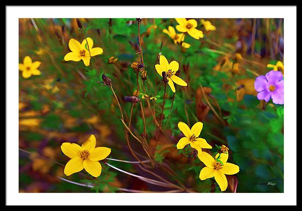 Framed Print - Fleur