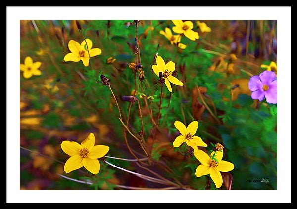 Framed Print - Fleur