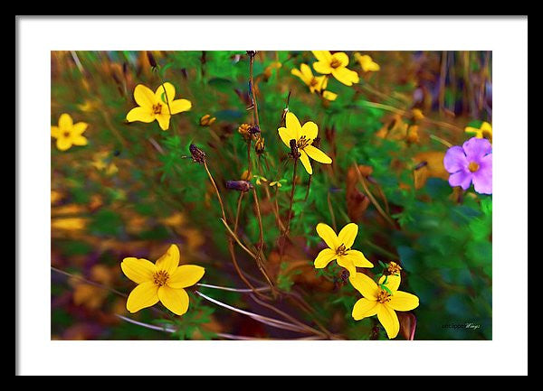 Framed Print - Fleur