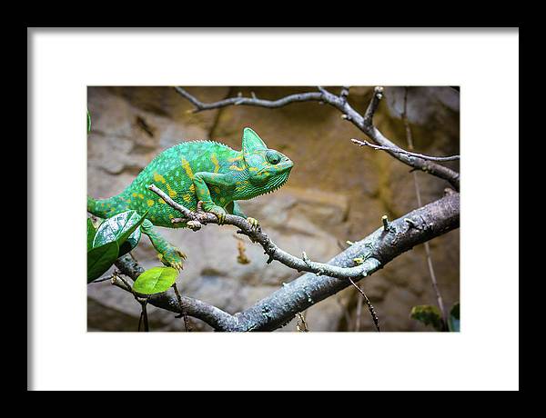 1067998430 - Framed Print