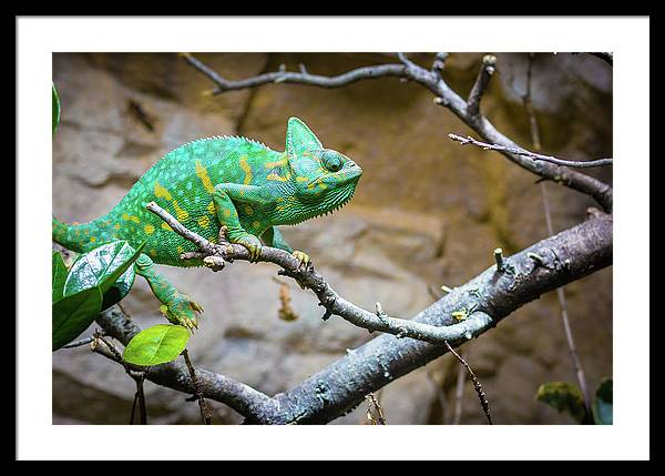 1067998430 - Framed Print