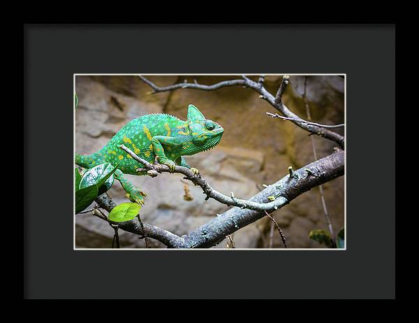 1067998430 - Framed Print
