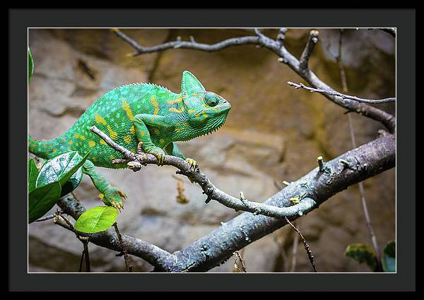 1067998430 - Framed Print