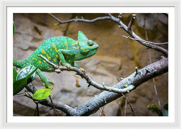 1067998430 - Framed Print