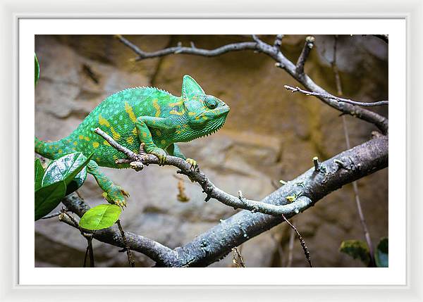 1067998430 - Framed Print