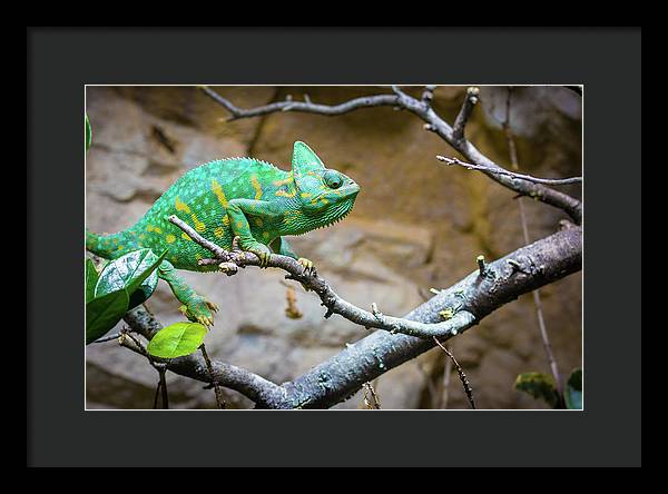 1067998430 - Framed Print