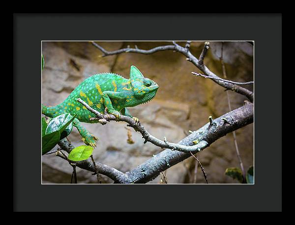 1067998430 - Framed Print