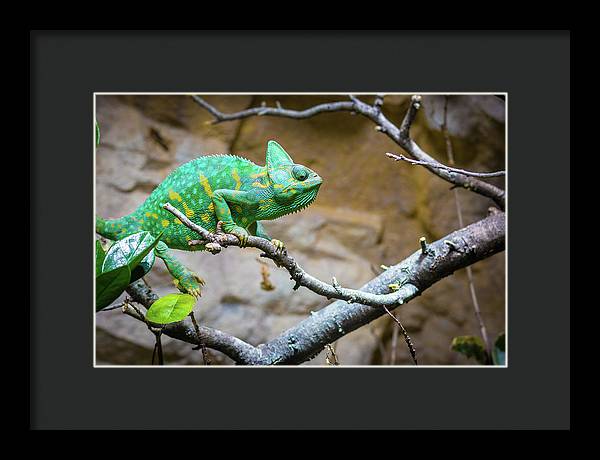 1067998430 - Framed Print