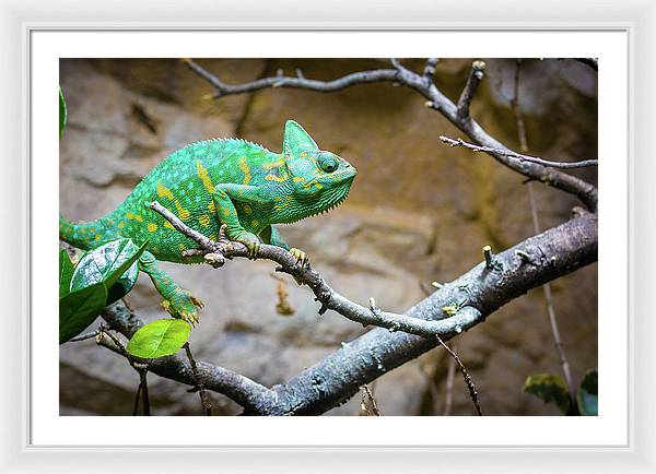 1067998430 - Framed Print
