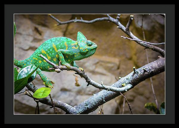 1067998430 - Framed Print