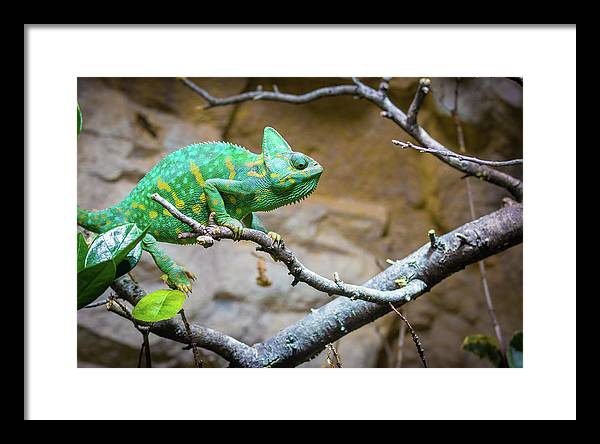 1067998430 - Framed Print