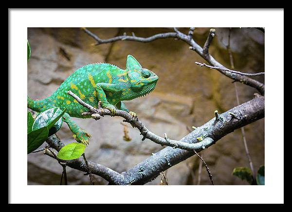 1067998430 - Framed Print
