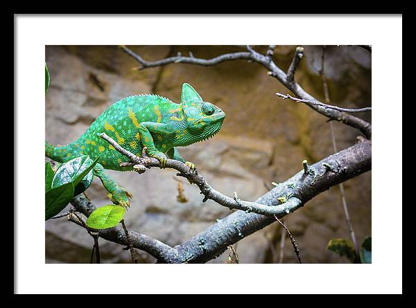 1067998430 - Framed Print