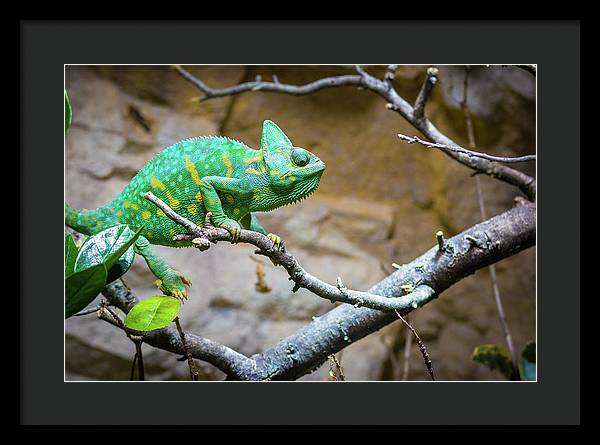 1067998430 - Framed Print
