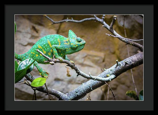 1067998430 - Framed Print