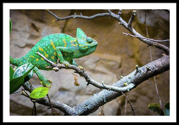1067998430 - Framed Print