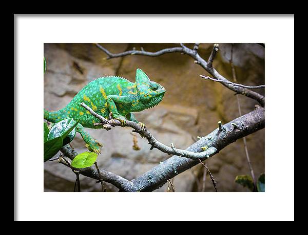 1067998430 - Framed Print