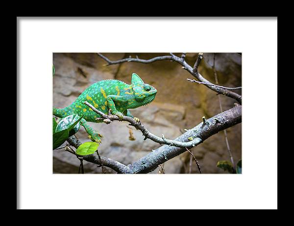 1067998430 - Framed Print