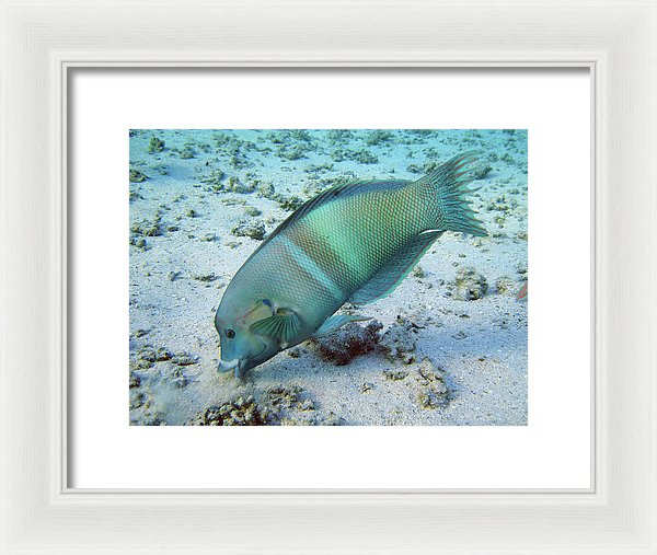 Test - Framed Print