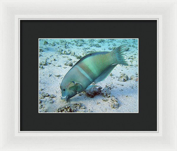 Test - Framed Print