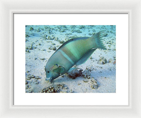 Test - Framed Print