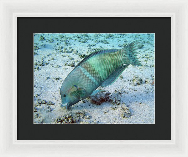 Test - Framed Print