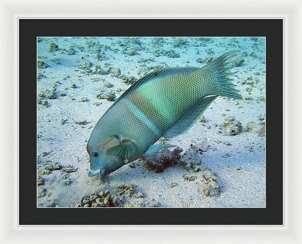 Test - Framed Print