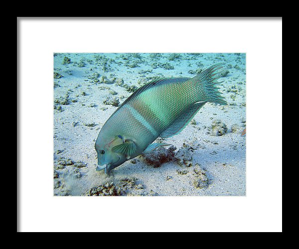 Test - Framed Print