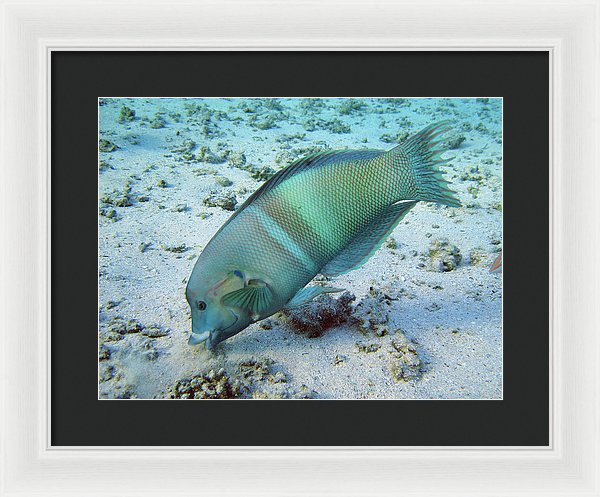Test - Framed Print