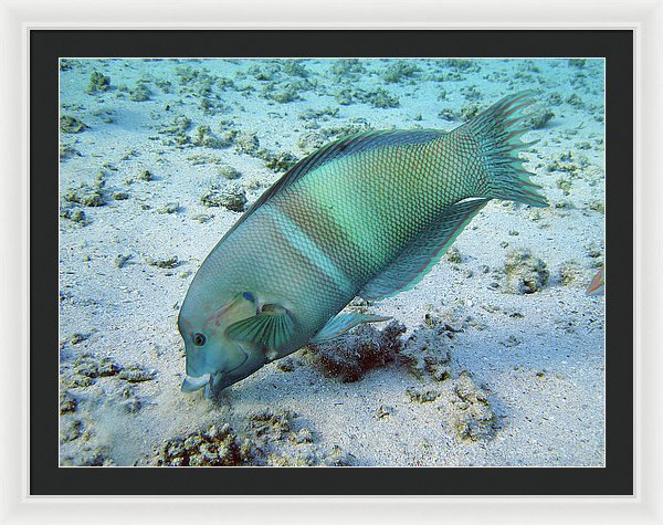Test - Framed Print