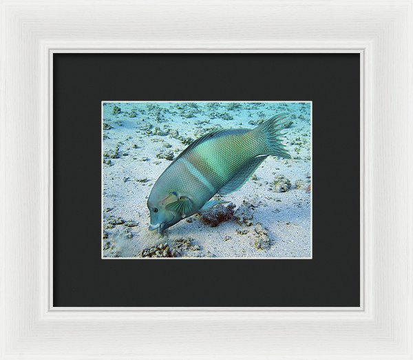 Test - Framed Print