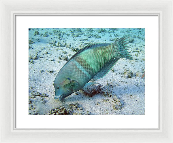 Test - Framed Print