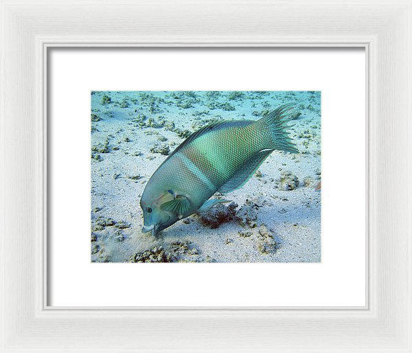 Test - Framed Print