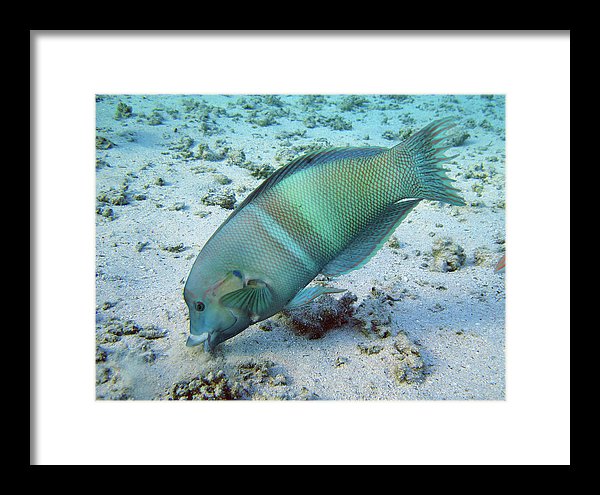Test - Framed Print