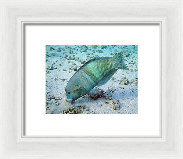 Test - Framed Print