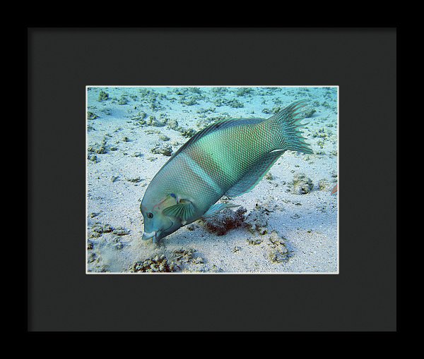 Test - Framed Print