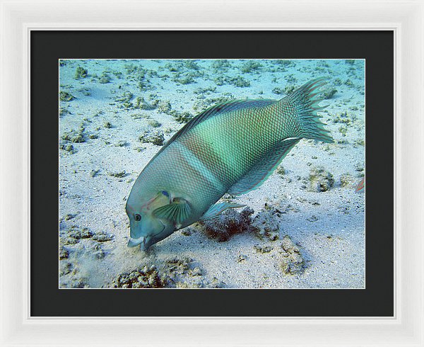 Test - Framed Print