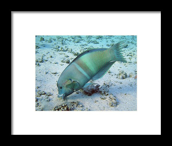 Test - Framed Print