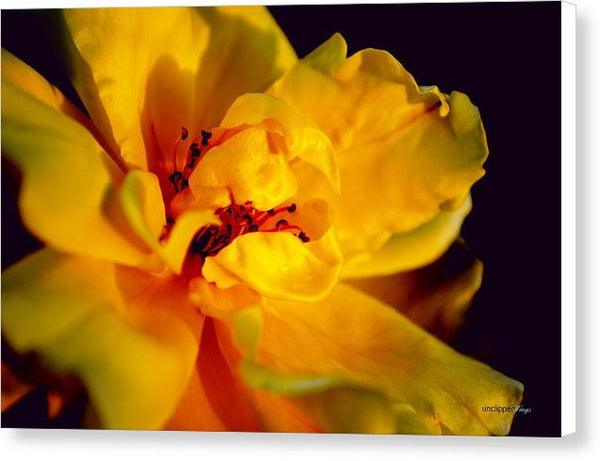 Canvas Print - A Little Yellow