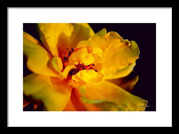 Framed Print - A Little Yellow