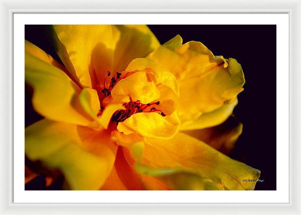 Framed Print - A Little Yellow