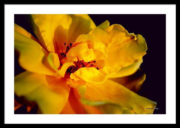 Framed Print - A Little Yellow