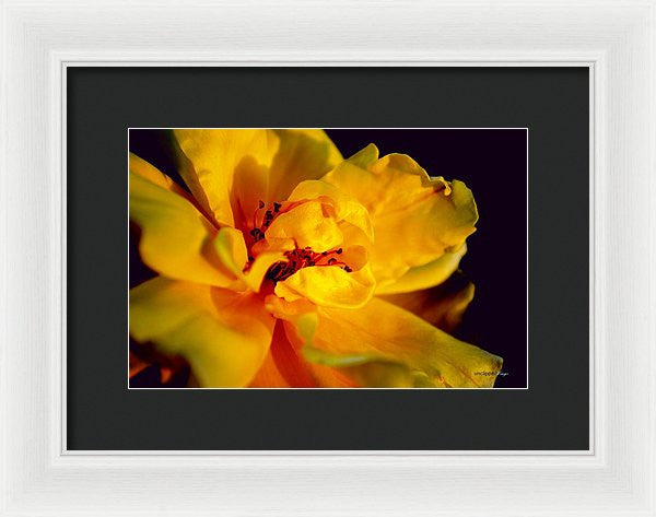 Framed Print - A Little Yellow
