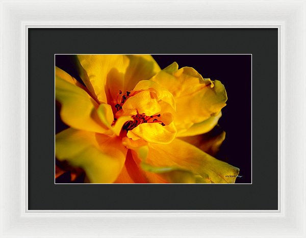 Framed Print - A Little Yellow