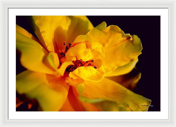 Framed Print - A Little Yellow