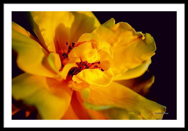 Framed Print - A Little Yellow