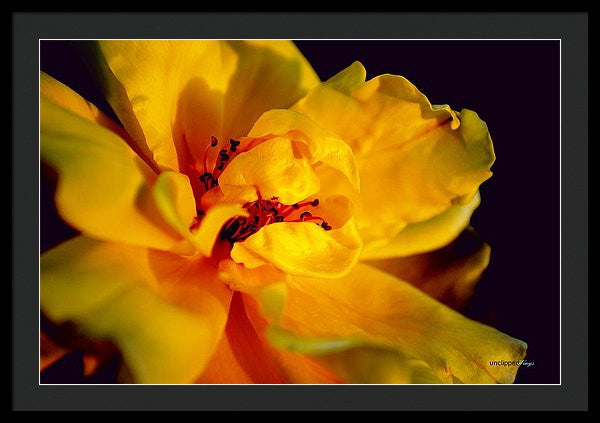 Framed Print - A Little Yellow