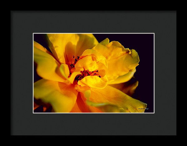 Framed Print - A Little Yellow