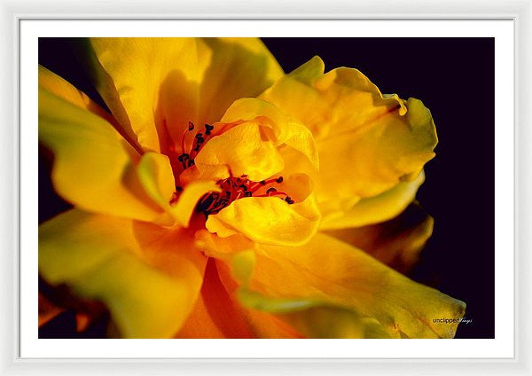Framed Print - A Little Yellow