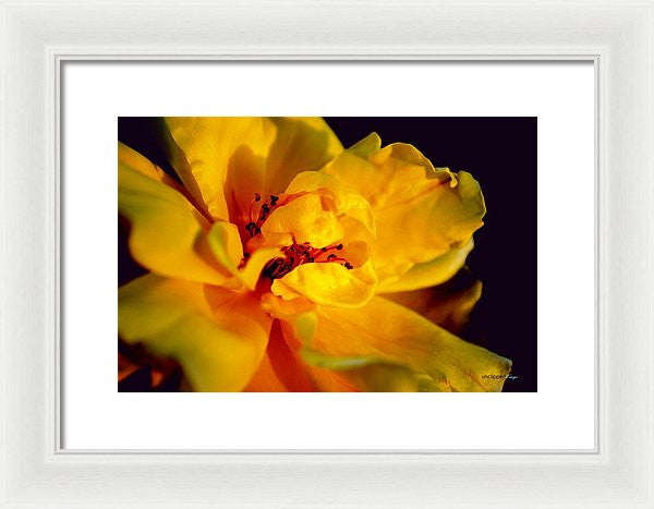 Framed Print - A Little Yellow